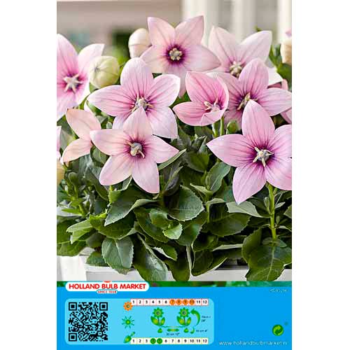 Ballonblume Pink interface.image 1 interface.art 76498