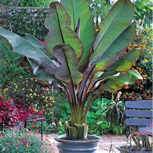 Banane Maurelli interface.art Bild 1 Banane Maurelli interface.image 1 interface.art 77810