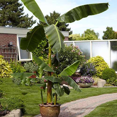 Banane Musa Basjoo interface.art Bild 1 Banane Musa Basjoo interface.image 1 interface.art 76634