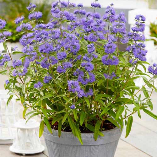 Bartblume (Caryopteris) Blue Empire interface.art Bild 1 Bartblume (Caryopteris) Blue Empire interface.image 1 interface.art 77805