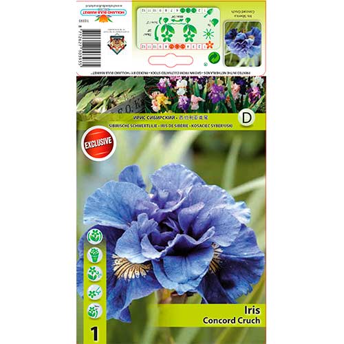 Bartlose Schwertlilie Concord Crush interface.image 1 interface.art 76286