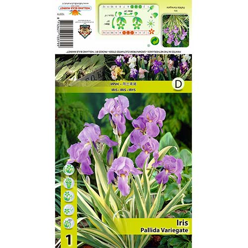 Bartlose Schwertlilie Pallida Variegata interface.art Bild 1 Bartlose Schwertlilie Pallida Variegata interface.image 1 interface.art 70421