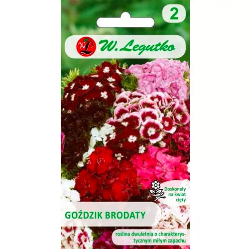 Bartnelke Black Magic mischung Legutko interface.image 1 interface.art 78603