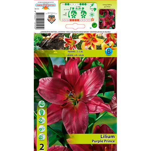 Baumlilie Purple Prince interface.image 1 interface.art 76319