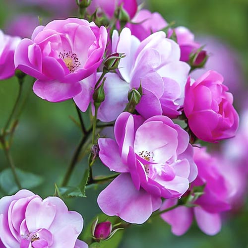 Beetrose Angelica interface.art Bild 1 Beetrose Angelica interface.image 1 interface.art 6203