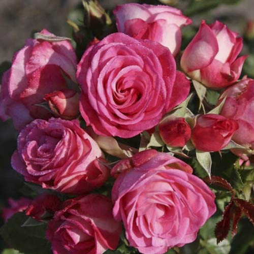 Beetrose Czeslaw Milosz® interface.image 1 interface.art 6192