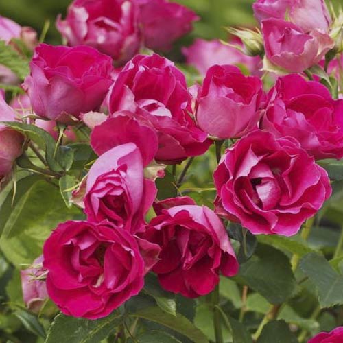 Beetrose Czeslaw Milosz® interface.image 3 interface.art 6192