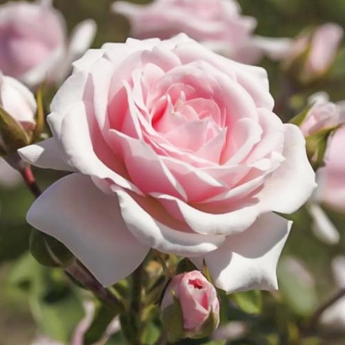 Beetrose Diadem interface.art Bild 1 Beetrose Diadem interface.image 1 interface.art 6207