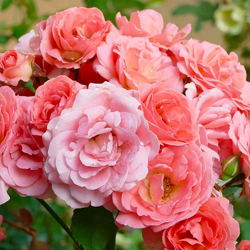 Beetrose lachsrosa interface.image 1 interface.art 5883