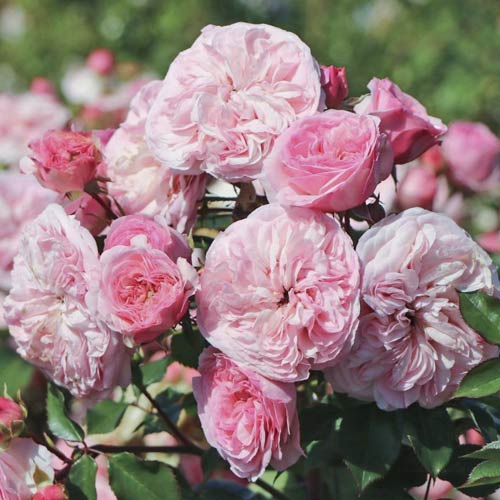 Beetrose Maria Theresia interface.art Bild 1 Beetrose Maria Theresia interface.image 1 interface.art 6215