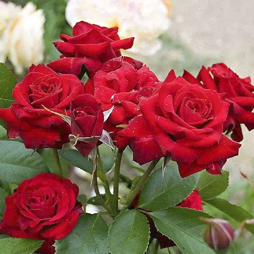 Beetrose Niccolo Paganini interface.art Bild 1 Beetrose Niccolo Paganini interface.image 1 interface.art 6216