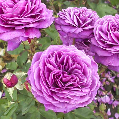 Beetrose Old Port interface.art Bild 1 Beetrose Old Port interface.image 1 interface.art 6217