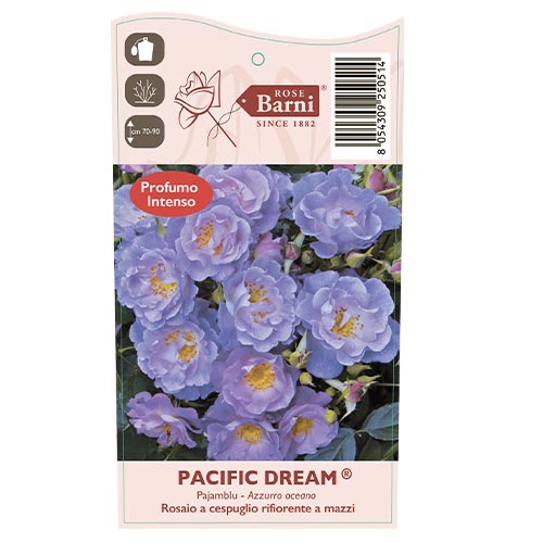 Beetrose Pacific Dream®, C5 interface.art Bild 5 Beetrose Pacific Dream®, C5 interface.image 5 interface.art 6148