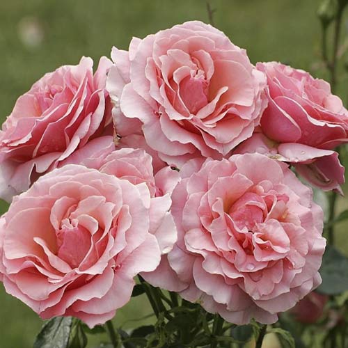 Beetrose Poesie interface.image 1 interface.art 6219