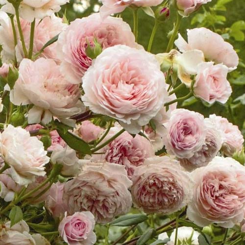 Beetrose William Morris interface.art Bild 1 Beetrose William Morris interface.image 1 interface.art 6221