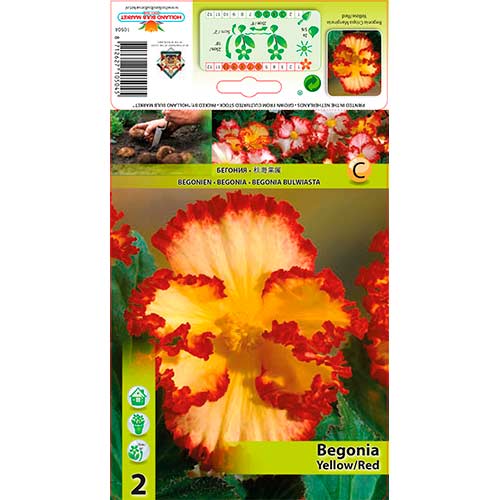 Begonie (Crispa Marginata) Yellow/Red interface.art Bild 1 Begonie (Crispa Marginata) Yellow/Red interface.image 1 interface.art 76184