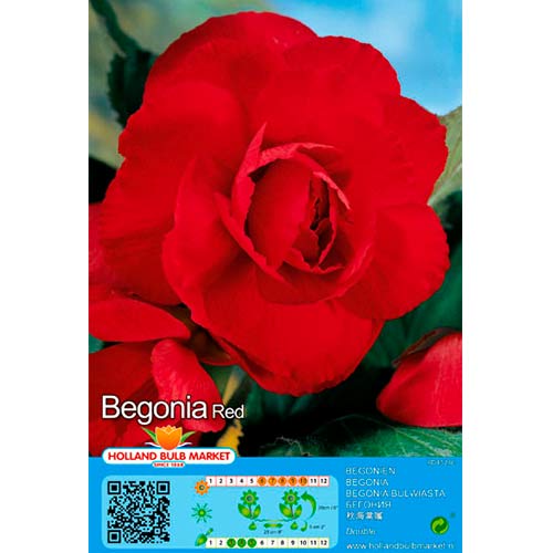 Begonie Double Red interface.art Bild 1 Begonie Double Red interface.image 1 interface.art 70461
