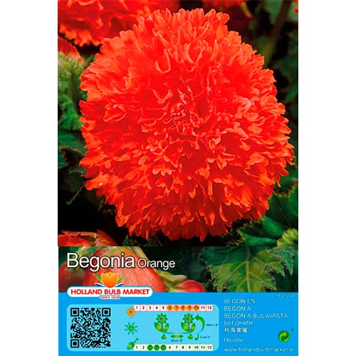 Begonie Fimbriata Orange interface.art Bild 1 Begonie Fimbriata Orange interface.image 1 interface.art 76387