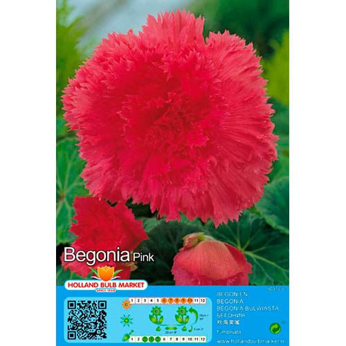 Begonie Fimbriata Pink interface.art Bild 1 Begonie Fimbriata Pink interface.image 1 interface.art 76388