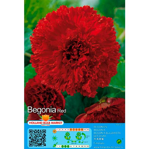 Begonie Fimbriata Red interface.art Bild 1 Begonie Fimbriata Red interface.image 1 interface.art 76389
