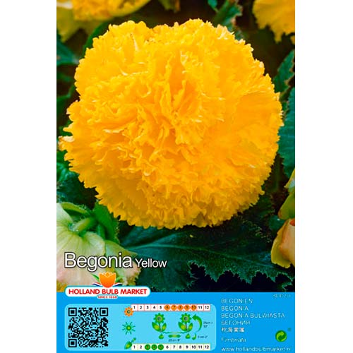 Begonie Fimbriata Yellow interface.art Bild 1 Begonie Fimbriata Yellow interface.image 1 interface.art 76391