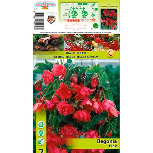Begonie Pendula Pink interface.art Bild 1 Begonie Pendula Pink interface.image 1 interface.art 76190