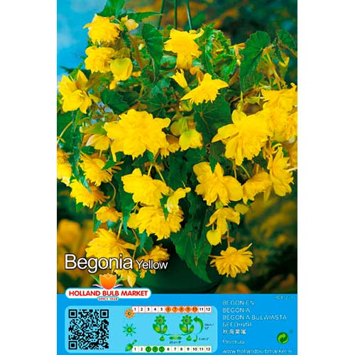 Begonie Pendula Yellow interface.art Bild 1 Begonie Pendula Yellow interface.image 1 interface.art 76394