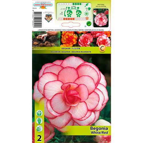 Begonie Picotee White/Red interface.art Bild 1 Begonie Picotee White/Red interface.image 1 interface.art 70356