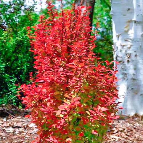 Berberitze Orange Rocket interface.image 1 interface.art 5587