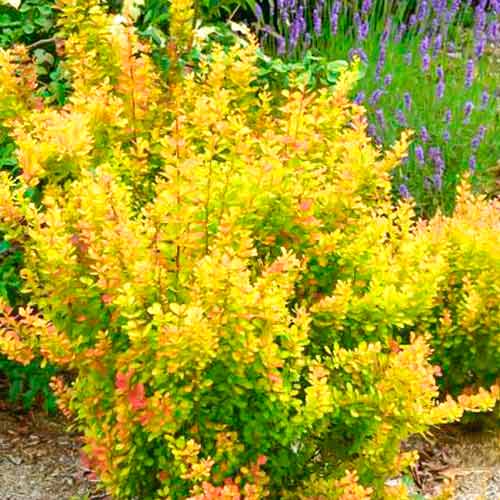 Berberitze Orange Torch interface.image 1 interface.art 5588