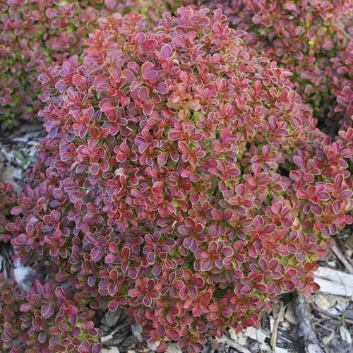 Berberitze Thunberga Admiration PBR, C2 interface.image 1 interface.art 8505