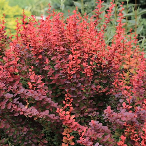 Berberitze Thunberga Atropurpurea interface.image 1 interface.art 5645