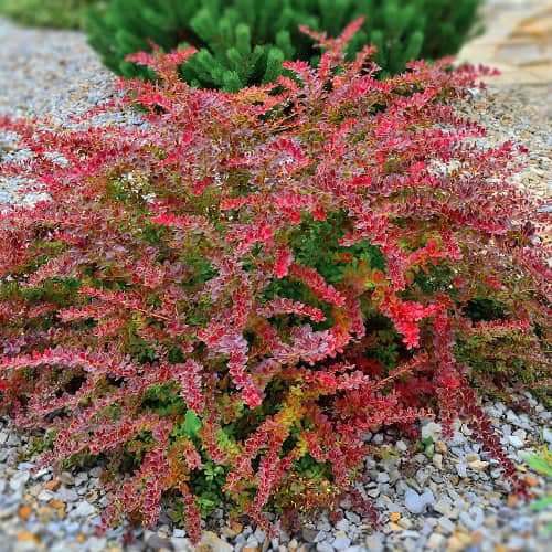 Berberitze Thunberga Golden Ring, P9 interface.image 1 interface.art 9003