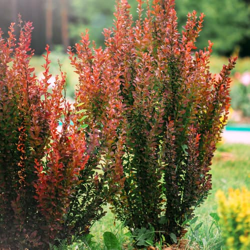 Berberitze Thunberga Helmond Pillar interface.image 1 interface.art 9559