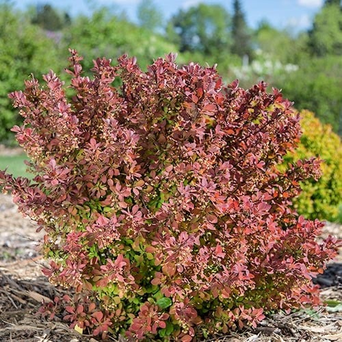 Berberitze Thunberga Pink Perfection interface.image 1 interface.art 9558