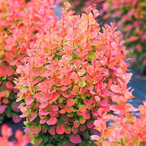 Berberitze Thunberga Red Chief, P9 interface.art Bild 1 Berberitze Thunberga Red Chief, P9 interface.image 1 interface.art 9002