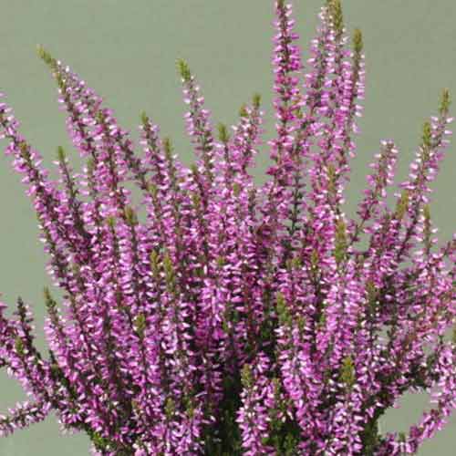 Besenheide Dunja interface.image 1 interface.art 5437