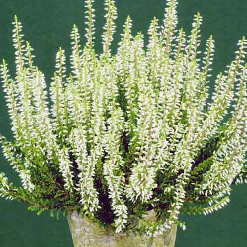 Besenheide Elisa interface.image 1 interface.art 5438