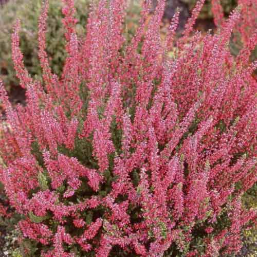 Besenheide Franca interface.image 1 interface.art 5439