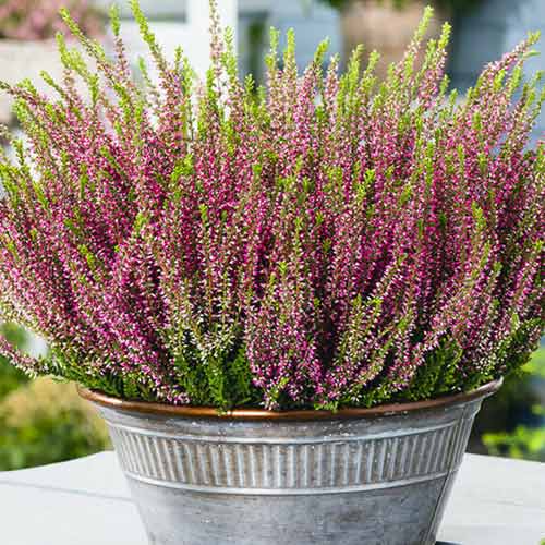 Besenheide Lilli interface.image 1 interface.art 5435