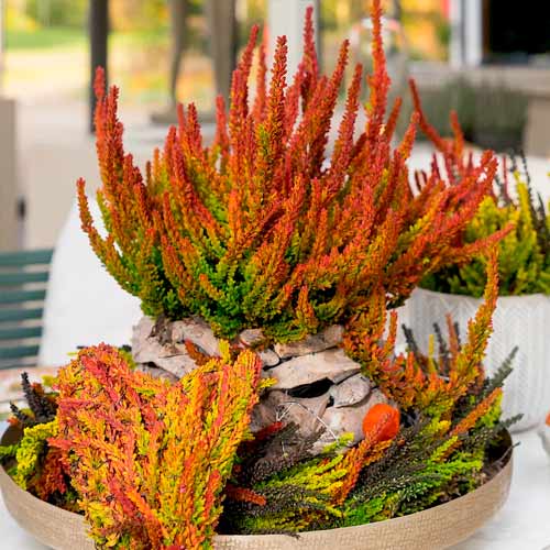 Besenheide Twins Franca Helena interface.image 1 interface.art 5898