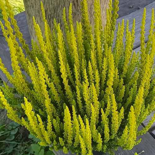 Besenheide Zelda interface.image 1 interface.art 