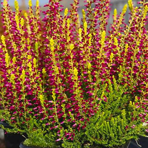 Besenheide Zoe interface.image 1 interface.art 5442