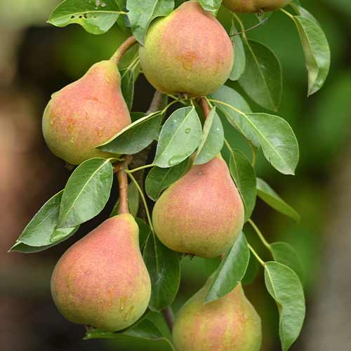 Birne (columnar) Santa Maria interface.image 1 interface.art 2021