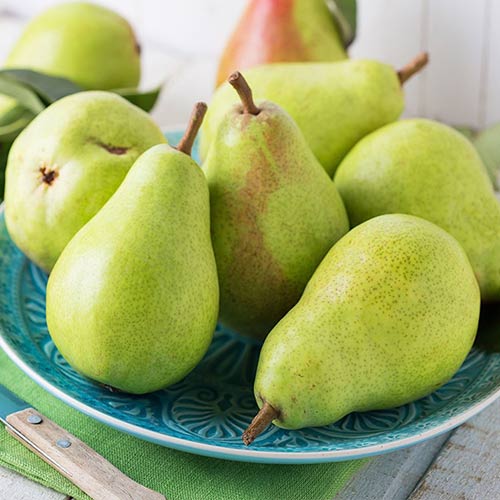 Birne Passe Crassane interface.image 1 interface.art 4307