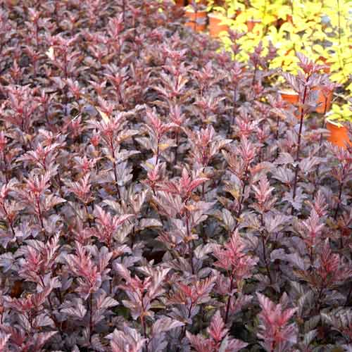 Blasenspiere Armadillo, C3 interface.image 1 interface.art 8561