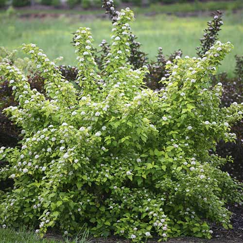 Blasenspiere Dart's Gold, C3 interface.image 1 interface.art 7726