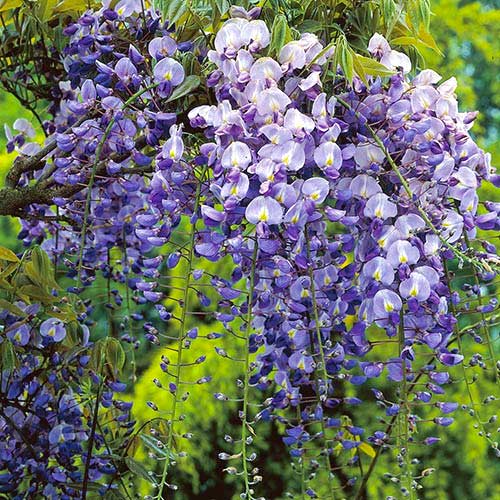 Blauregen Longwood Purple, С2 interface.image 1 interface.art 8239