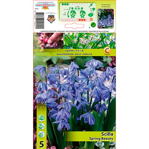 Blaustern Siberica Spring Beauty interface.art Bild 1 Blaustern Siberica Spring Beauty interface.image 1 interface.art 70242