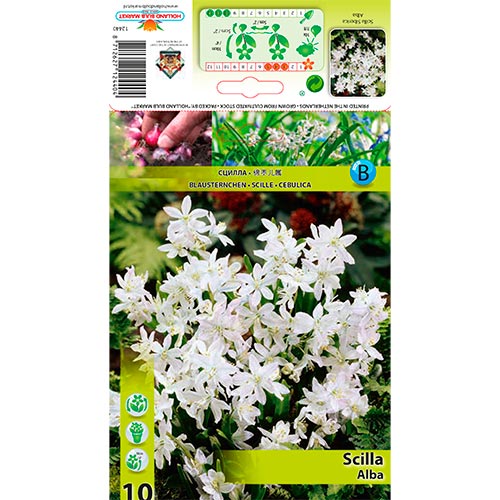 Blaustern Sibirica Alba interface.art Bild 1 Blaustern Sibirica Alba interface.image 1 interface.art 67674